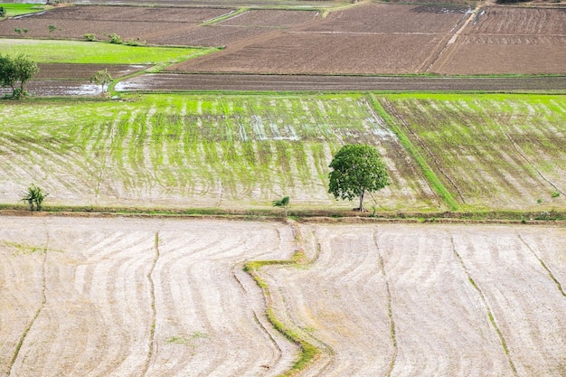 Baum trocken einsam auf Reisfeld