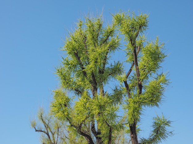 Baum über blauem Himmel