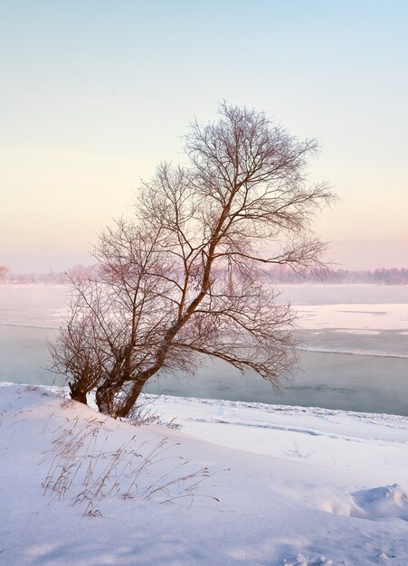 Baum über dem Fluss im Winter