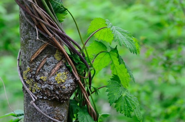 Baum überwuchert