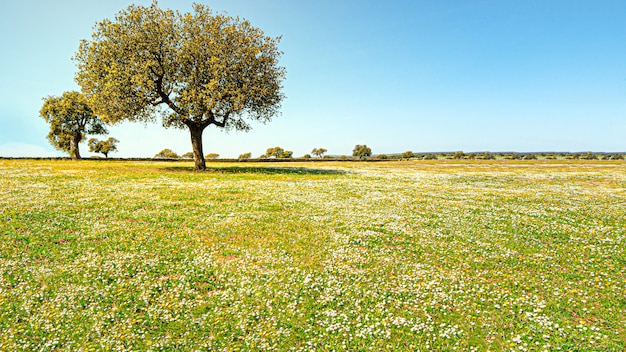 Baum umgeben von Wiese mit Blumen im Frühling