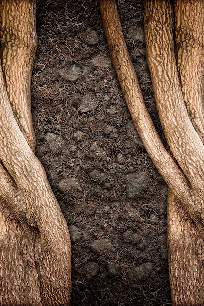 Baum- und Bodenbeschaffenheit im abstrakten Hintergrund der Natur