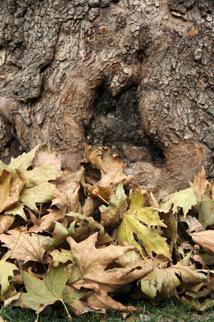 Baum und gelbe Blätter