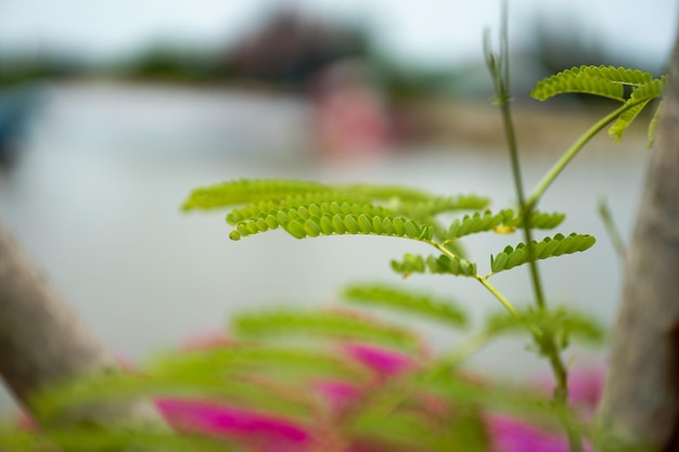 Baum und grünes Blatt mit Unschärfehintergrund.