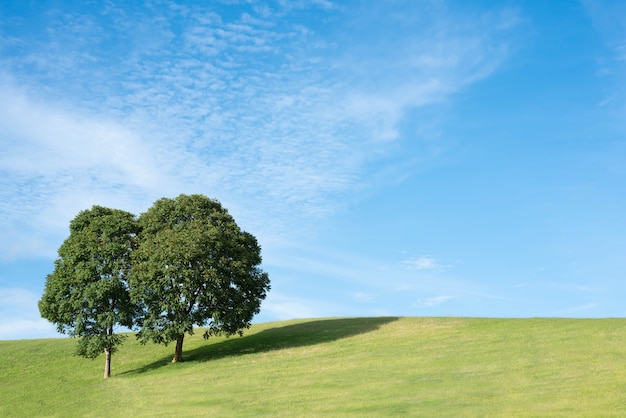 Baum und heller Frühlingshimmel.