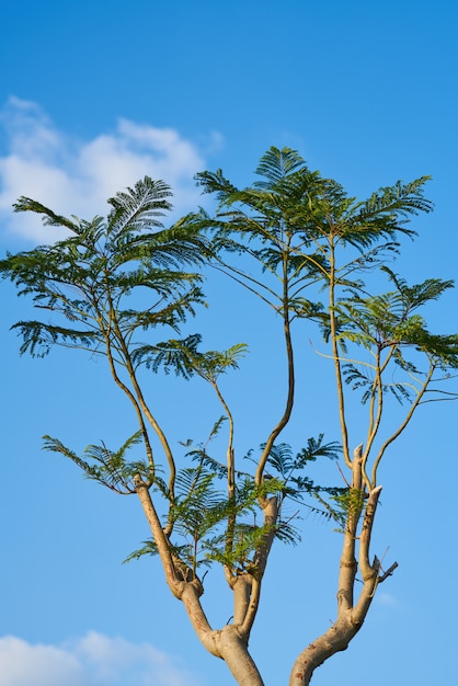 Baum und Himmel Hintergrund