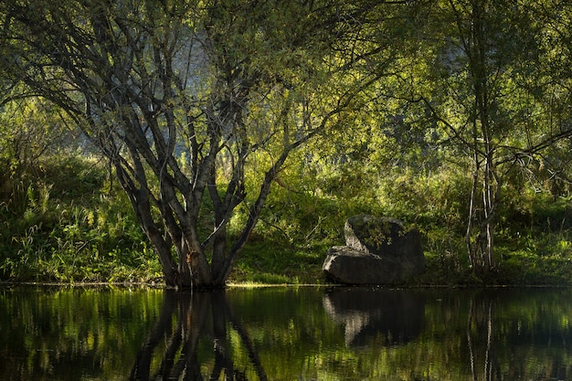 Baum und Stein auf dem Bergsee. Reflexion.