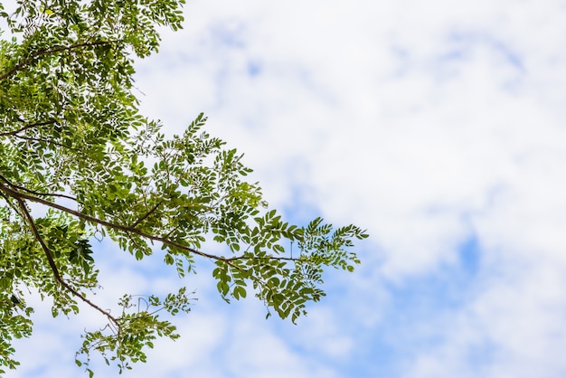 Baum und Wolken am blauen Himmel