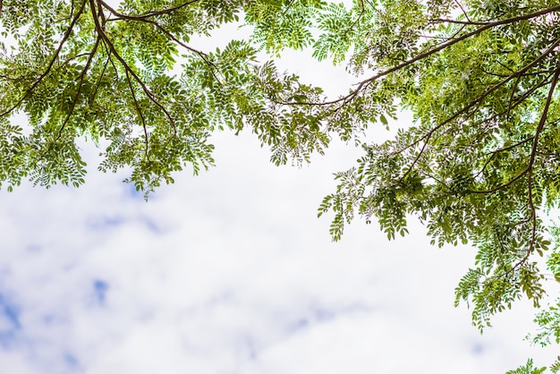 Baum und Wolken am blauen Himmel