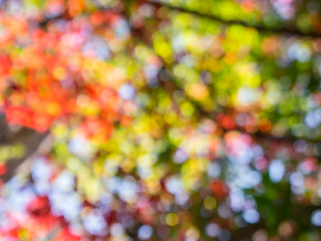 Baum Unschärfe Hintergrund