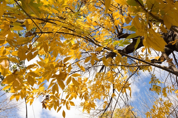 Baum voller gelber Blätter im Herbst