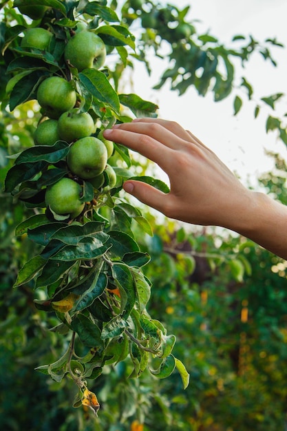 Baum voller grüner Äpfel im Garten Die Hand eines Mannes pflückt Äpfel im Garten Ernte von Äpfeln Farmers Hände mit frisch gepflückten Äpfeln