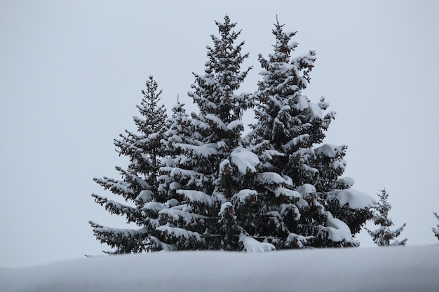 Foto baum vor klarem himmel im winter