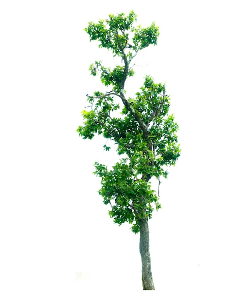 Baum vor weißem Hintergrund