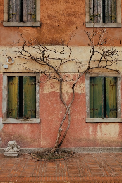 Baum wächst an der Wand eines Gebäudes