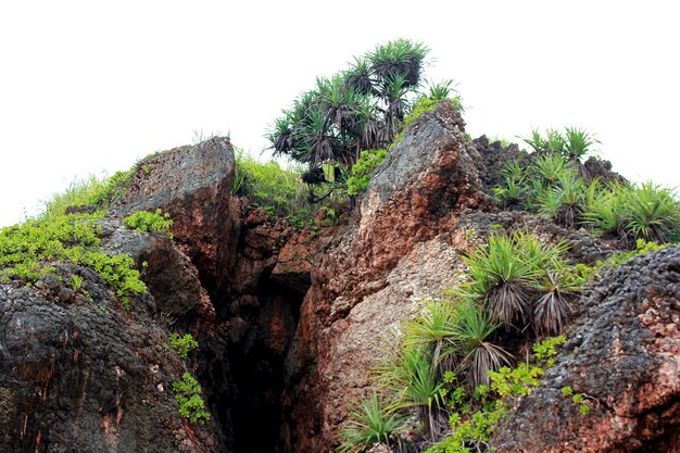 Baum wächst auf Korallenklippen