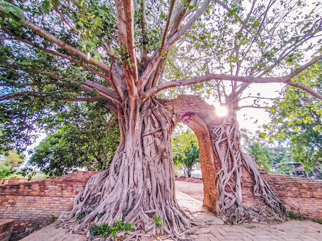 Baum wächst aus altem Tempel in Thailand