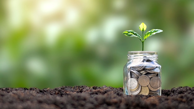 Baum wächst aus Geld sparendem Glas und grüner Naturkulisse, Geldwachstumskonzept.