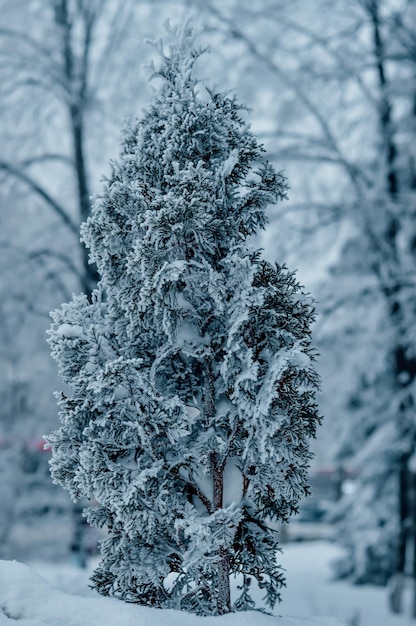 Baum Winter Zweig