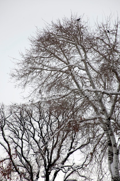 Baum Winterlandschaft