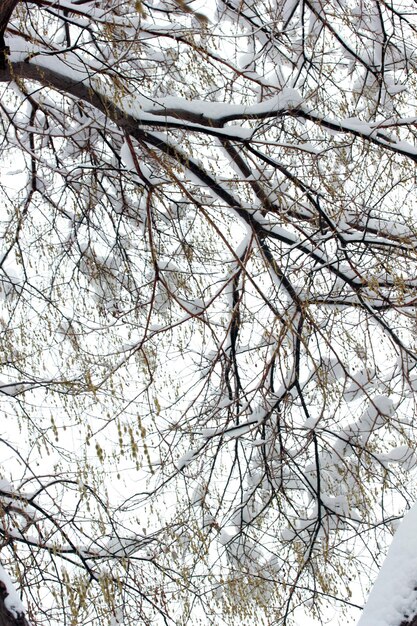 Baum Winterlandschaft