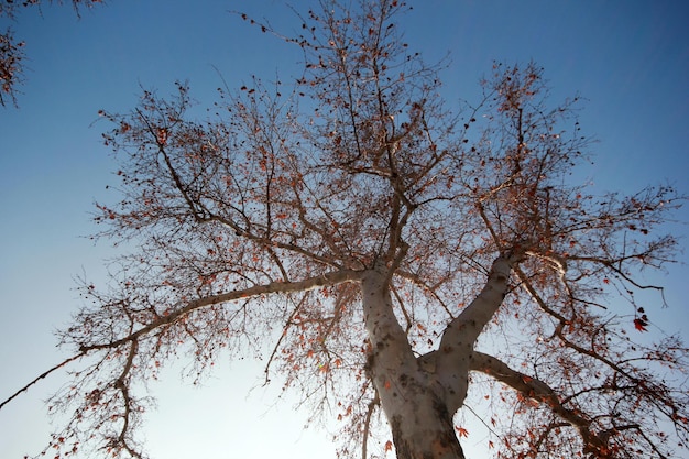 Baum zum Himmel