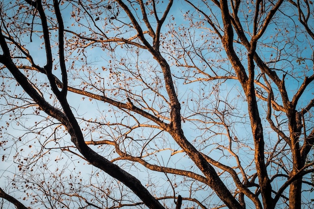 Baum-Zweig auf blauem Winter-Himmel abstrakter Wintersaison-Wetterhintergrund