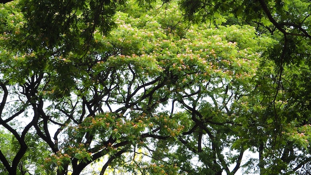 Baum-Zweig isoliert Grüner Urlaub auf weißer Hintergrundtextur