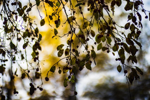 Baum-Zweig mit bunten Blätter im Herbst hautnah Herbst-Hintergrund Schöne natürliche starke verschwommenen Hintergrund mit Exemplar
