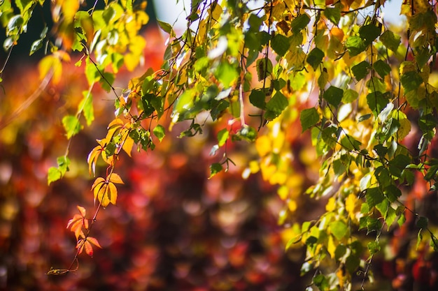 Baum-Zweig mit bunten Blätter im Herbst hautnah Herbst-Hintergrund Schöne natürliche starke verschwommenen Hintergrund mit Exemplar