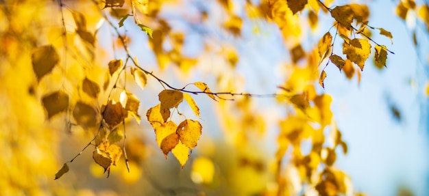 Baum-Zweig mit bunten Blätter im Herbst hautnah Herbst-Hintergrund Schöne natürliche starke verschwommenen Hintergrund mit Exemplar