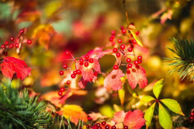 Baum-Zweig mit bunten Blätter im Herbst und roten Beeren closeup Herbst-Hintergrund Schöne natürliche starke verschwommenen Hintergrund mit Exemplar