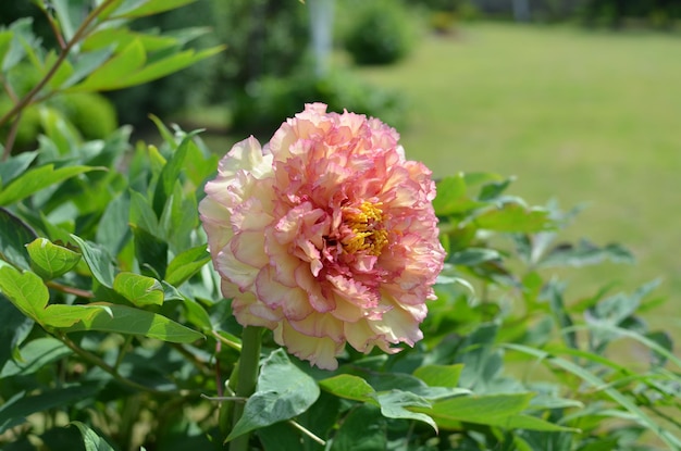 Baumähnliche Pfingstrose blüht im Sommer im Garten