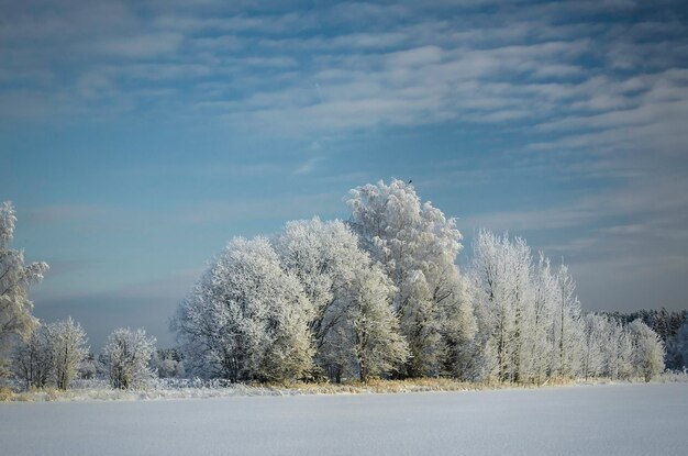 Baumansicht des verschneiten Winters