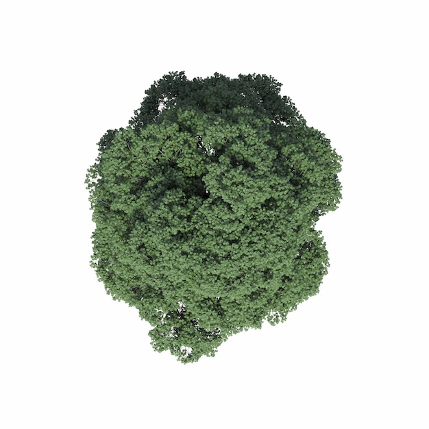 Baumansicht, isoliert auf weißem Hintergrund, 3D-Darstellung, cg-Rendering