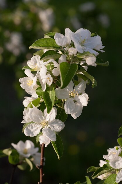 Baumast mit Blume und Marienkäfer