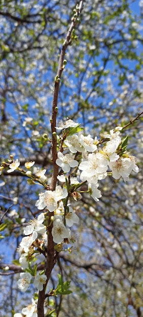 Baumast mit dem Blumenfrühlingsthema