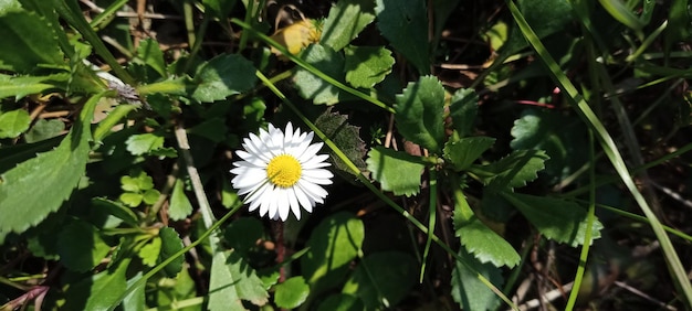 Baumast mit dem Blumenfrühlingsthema