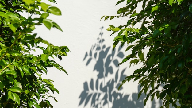 Baumast und Blatt mit Schatten auf einer weißen Betonmauer