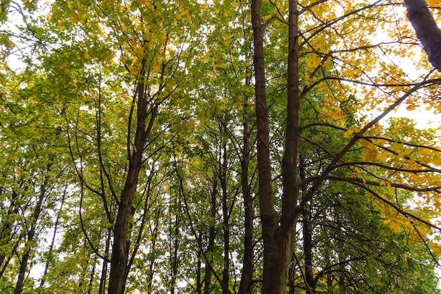 Baumaste im Herbstpark