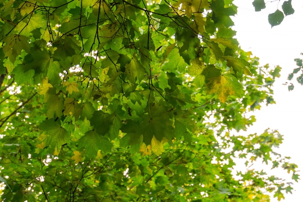 Baumaste im Herbstpark