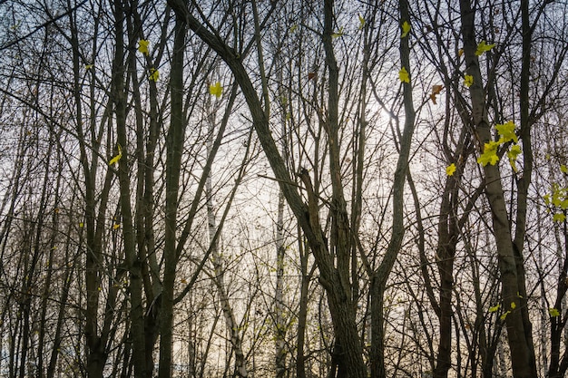 Baumaste im Herbstpark