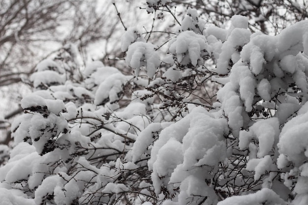 Baumaste mit Schnee bedeckt