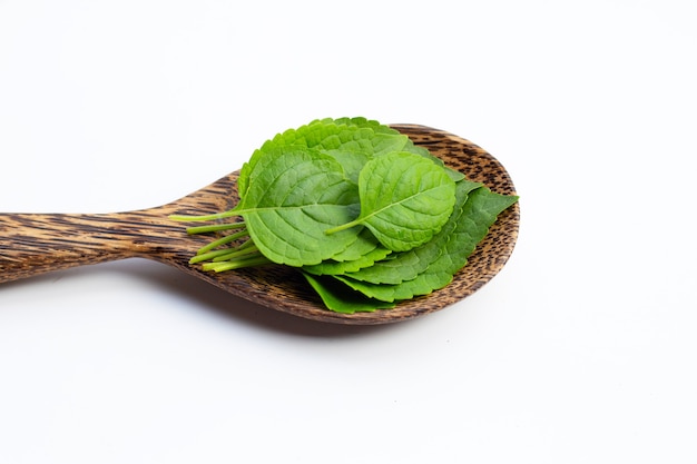 Baumbasilikumblätter (ocimum gratissimum) im holzlöffel auf weißem hintergrund.