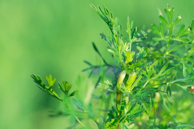 Baumblätter für Naturhintergrund und speichern grünen Konzept-, Zusammenfassungs-, Weichen- und Unschärfefokus