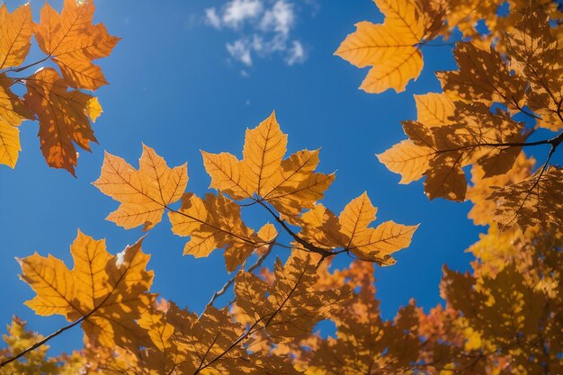 Foto baumblätter im herbst mit blauem himmel