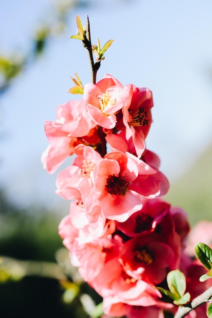 Baumblüte blüht schöne Blumen im Frühling