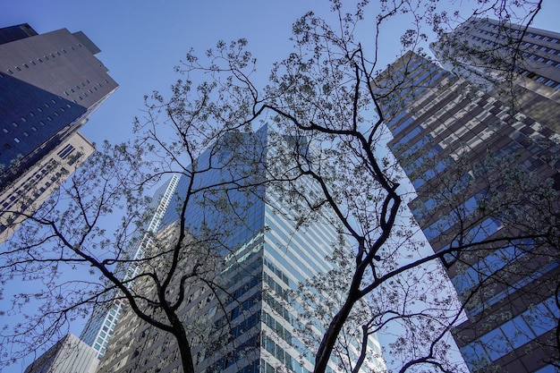 Baumblüte New York Manhattan Wolkenkratzer Blick von der Straße auf die Spitze des Gebäudes an einem sonnigen klaren Tag