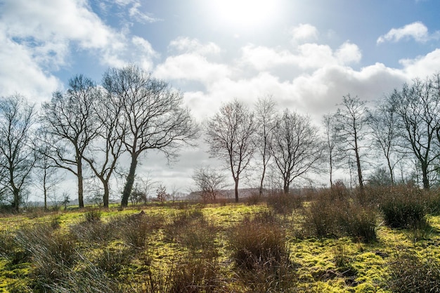 Baume auf der Wiese