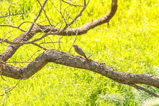 Baumfink thront auf einem Ast in grüner Natur